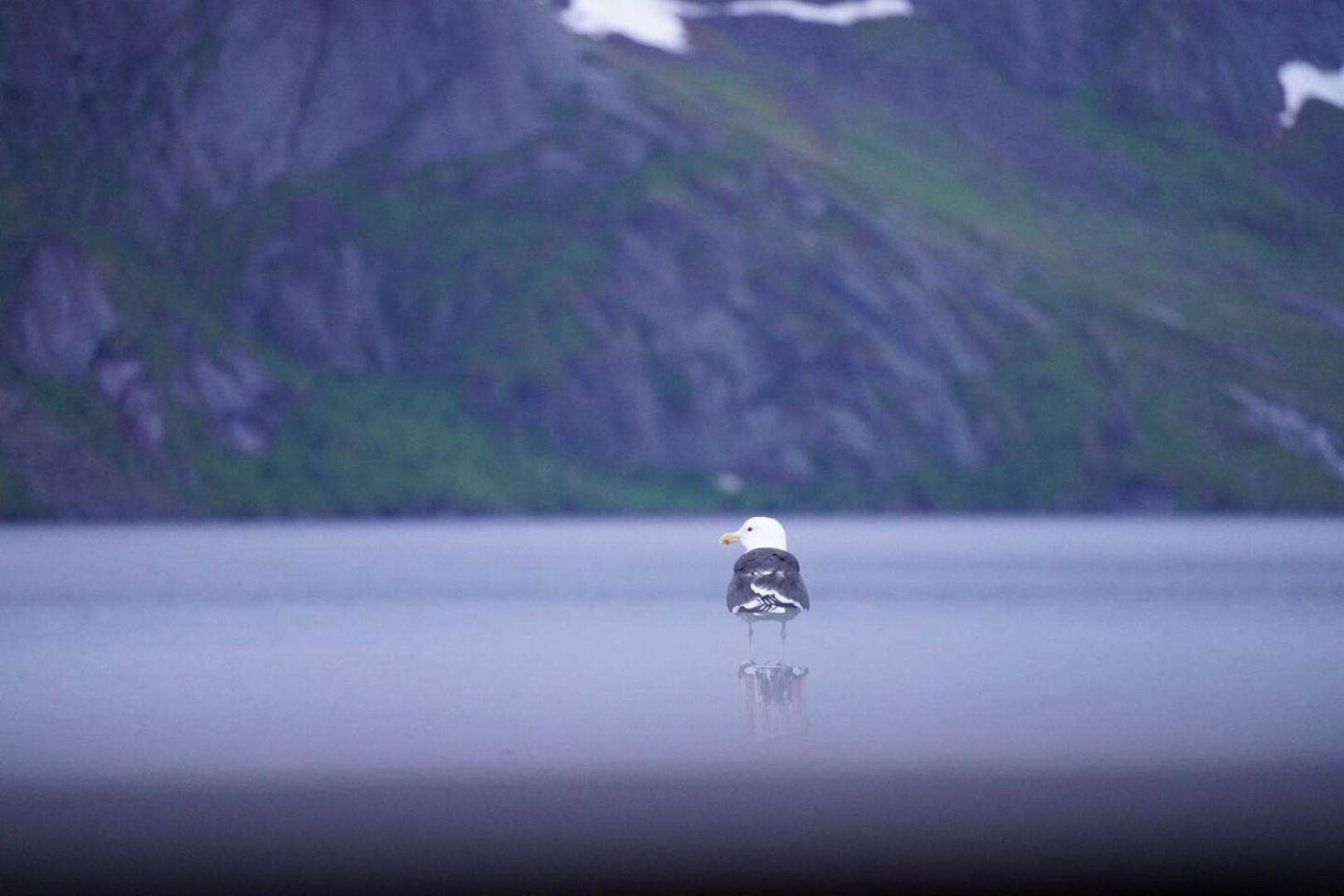 Lofoten Panoramic Luxury Home With Sauna Moskenes Exterior foto